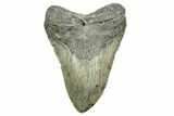 Serrated, Fossil Megalodon Tooth - Huge NC Meg #308471-1